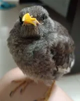 黃俊桀